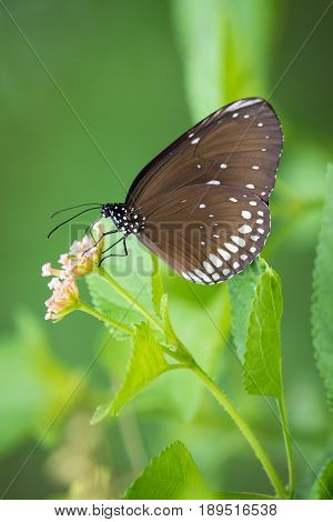 Beautiful butterfly perched on a flower. Insect Animals.