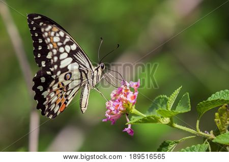 Beautiful butterfly perched on a flower. Insect Animals.