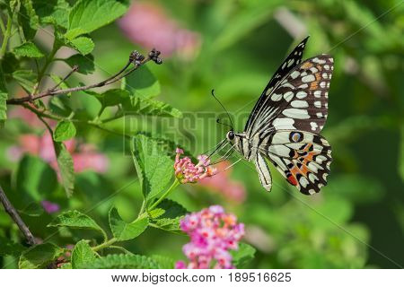 Beautiful butterfly perched on a flower. Insect Animals.