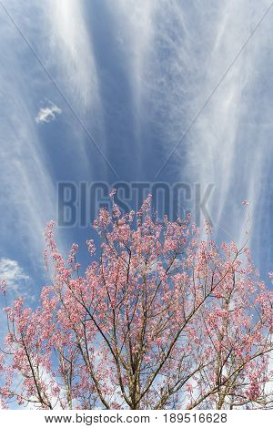 Pink Cherry blossom, sakura flowers , for background.