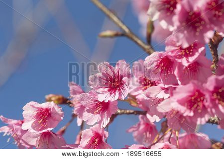 Pink Cherry blossom, sakura flowers , for background.
