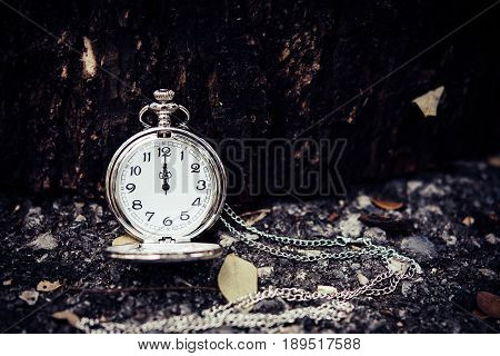 Pocket watches under the trunk of an old tree