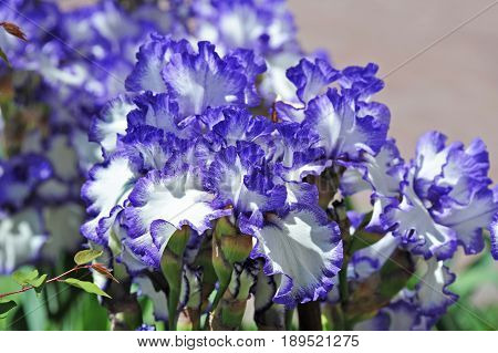 Balmy Iris Flower