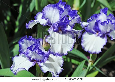Balmy Iris Flower