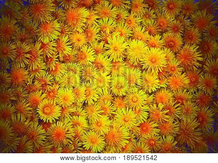 Background made of many of sow-thistle, dandelions. Summer