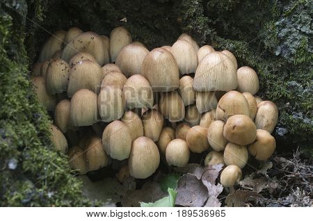 Coprinus micaceus mushroom near the tree close up