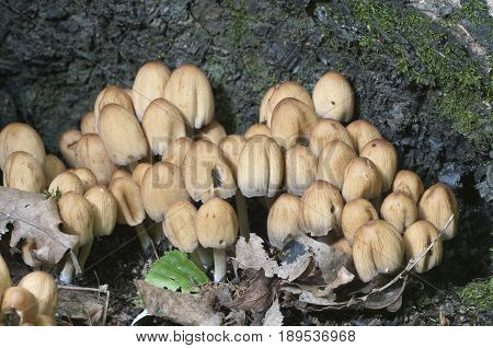 Coprinus micaceus mushroom near the tree close up