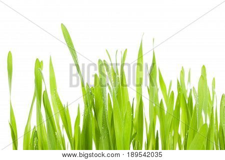 Young barley grass isolated on white background.