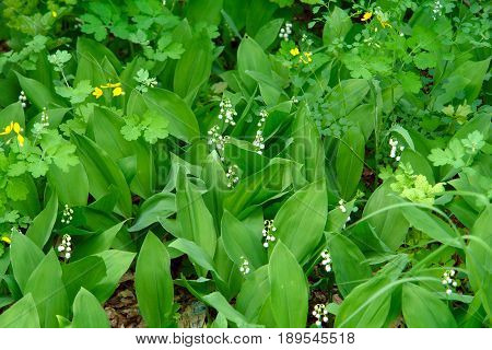Lily of the valley in the spring forest. Convallaria majalis