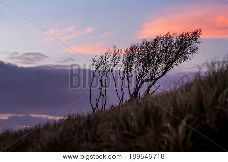 silhouettes of threes on sunset sky background, abstract natural background