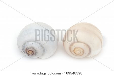 Common Periwinkle