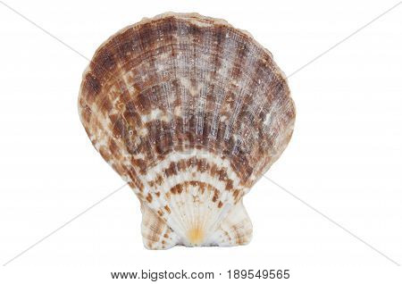 Queen Scallop