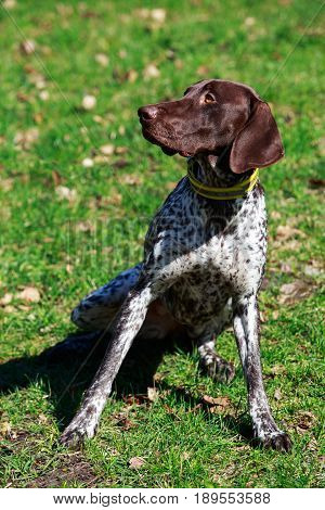 The dog breed Deutsch Kurzhaar on a green grass