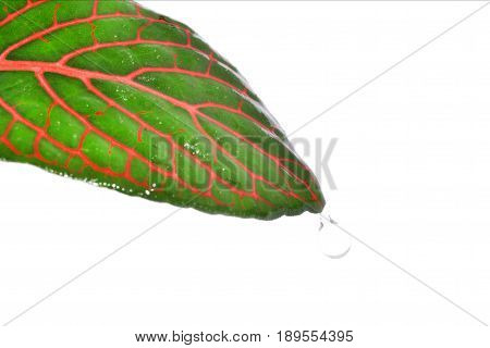 Fittonia leaf close up isolated on a white background