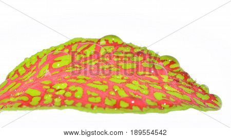 Fittonia leaf close up isolated on a white background