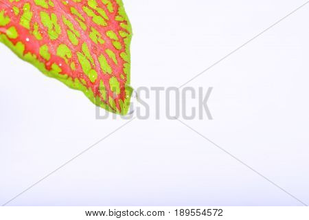 Fittonia leaf close up isolated on a white background