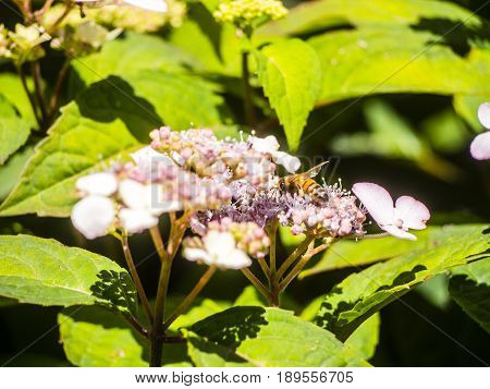 Bumble-bee Flying, Sitting And Working Out A Flower