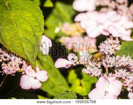 Bumble-bee Flying, Sitting And Working Out A Flower