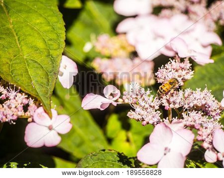 Bumble-bee Flying, Sitting And Working Out A Flower