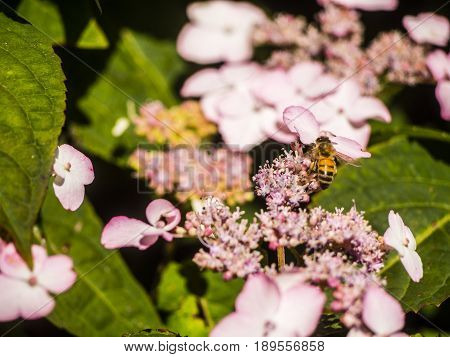 Bumble-bee Flying, Sitting And Working Out A Flower