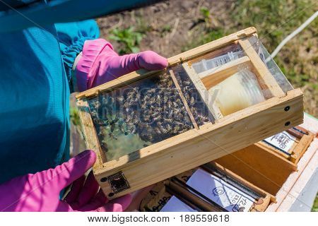 Beekeeper holding a small Nucleus with a young queen bee. Breeding of queen bees. Beeholes with honeycombs. Preparation for artificial insemination of queen bees. Boxes for queen bees. Preparing for artificially fertilized bees. Natural economy. Queen Bee