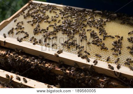 Honeycomb frame set up by bees with lack of space for honey. Self-built bees waxed. Bee family in the beehive. Bees in a hive on built-in wax. Honey frame.