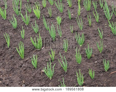 The green onions grow on a bed at equal series