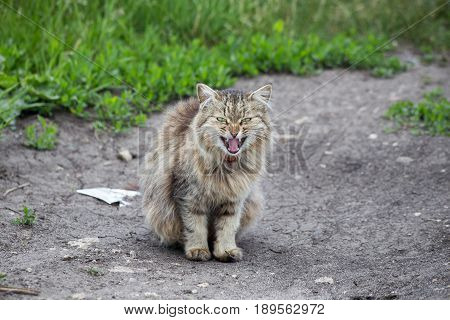 Angry evil furry fluffy courtyard cat in Voronezh