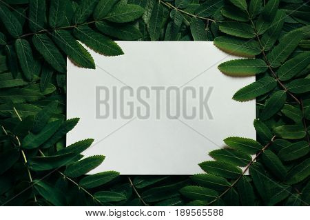 The layout of the green leaves of a wild ash with paper for notes. The natural concept. View from above. Low key. Flat lay. Copy space.