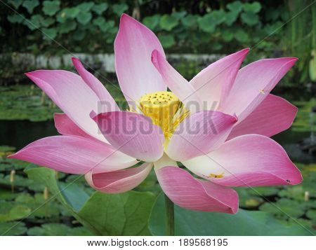 blossoming Pink lotus flower in botenical garden