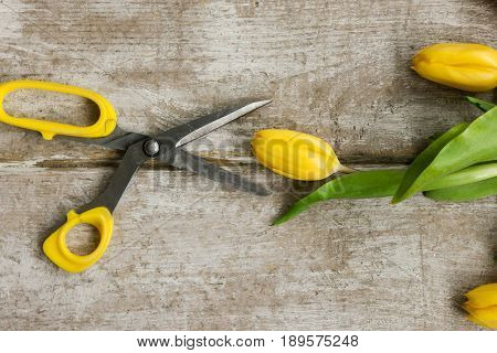Yellow tulip flower and opened scissors on wooden background. Top view on workplace with greenhouse tool and spring flowers. Decoration equipment, florist, decorator, handmade concept.