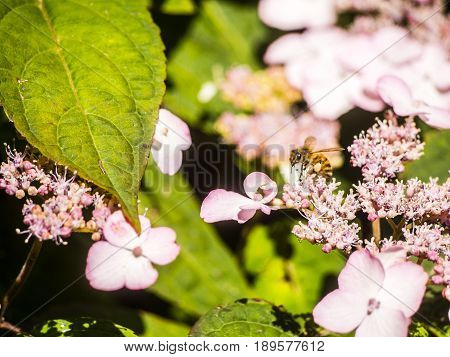 Bumble-bee Flying, Sitting And Working Out A Flower