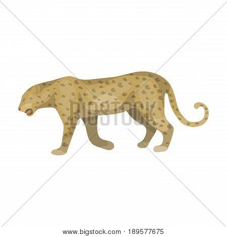 Leopard.African safari single icon in cartoon style vector symbol stock illustration .