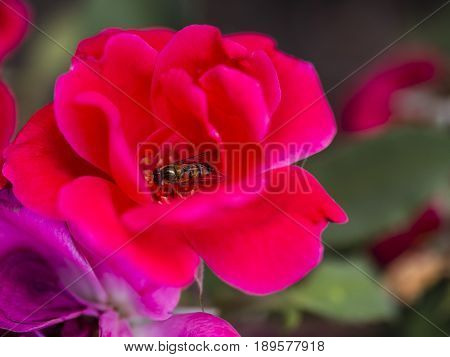 Bumble-bee Flying, Sitting And Working Out A Flower
