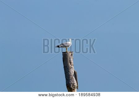 Gull Standing On Palisade