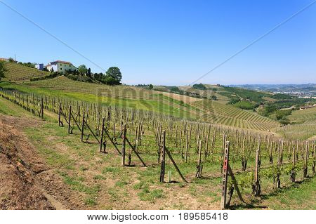 Landscape With Vineyards From Langhe,italian Agriculture