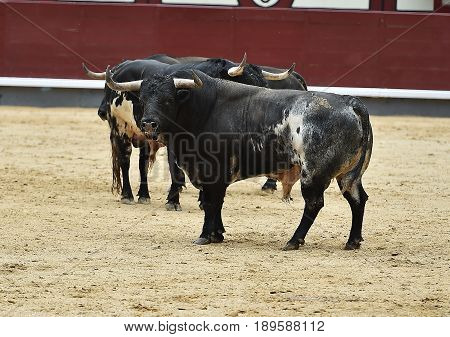 bull in spain with big horns in bullring