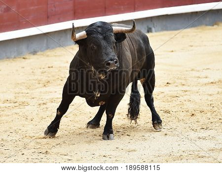 bull in spain with big horns in bullring