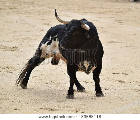 bull in spain with big horns in bullring