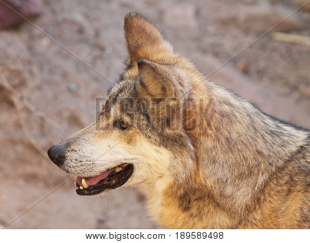 A portrait of an endangered Mexican Wolf