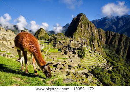 Llama in front of Machu Picchu near Cusco Peru. Machu Picchu is a Peruvian Historical Sanctuary.