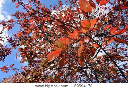 Autumn orange tree tops against blue sky in vintage tones. Natural view of autumn trees. Autumn tree against sky in sunny weather.