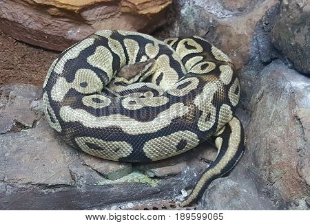 a Python in the rectilinear in the safari zoo
