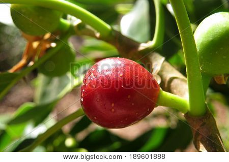 Ficus Brachypoda Desert Fig Australian bush tucker native wild fruit