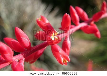 Puya spathacea red succulent evergreen flower flowers in garden bed