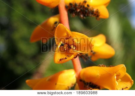 Dyckia distachya orange yellow tubular flower flowers in garden covered in ants
