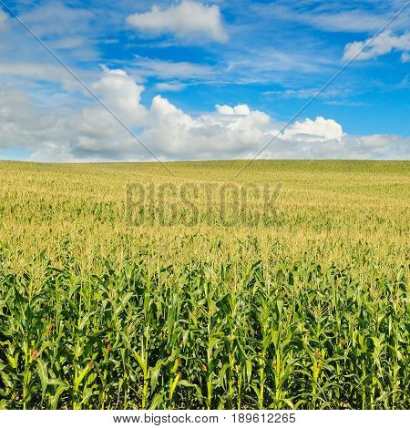 Corn field and blue sky with beautiful clouds