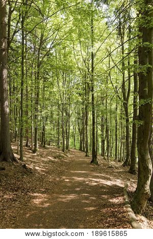 Path through a lush green summer forest