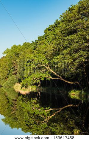 Landscape with green trees in Prerow Germany.