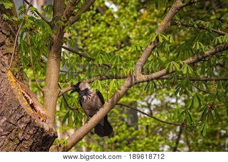A crow takes a look at a hole in the tree. Maybe she's looking for food or maybe it's a storage of some kind.